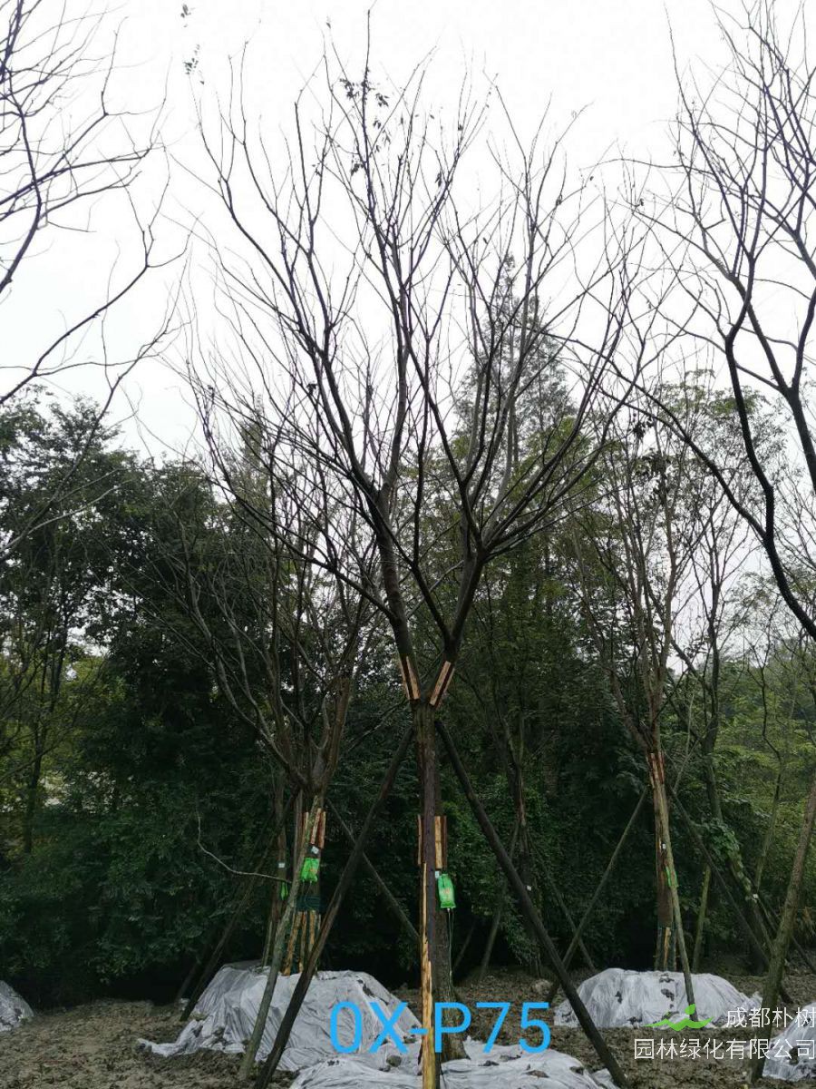 四川省-绵竹市27公分树形优美的精品朴树价格详情