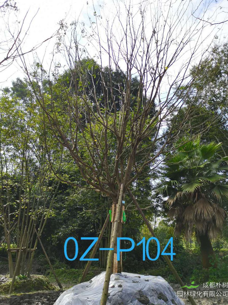 2020年四川省-都江堰市30公分树形优美-树荫浓郁的精品皂角树价格详情-价格趋势