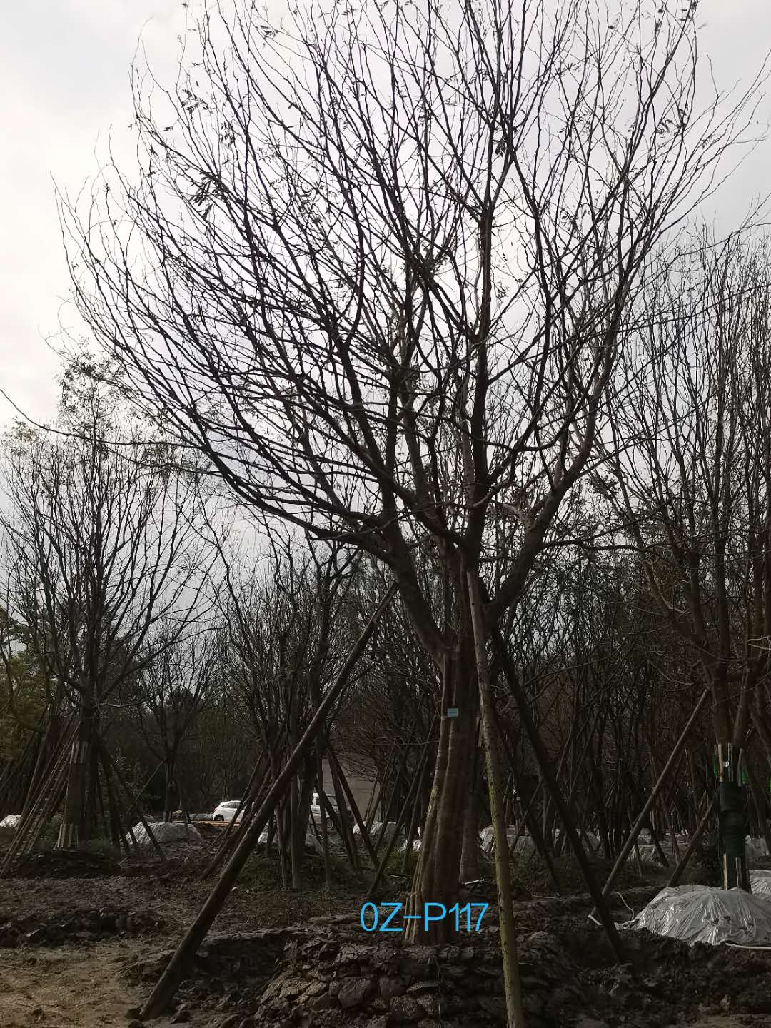 2020年四川省-都江堰市30公分树形优美-树荫浓郁的精品皂角树价格详情-价格趋势