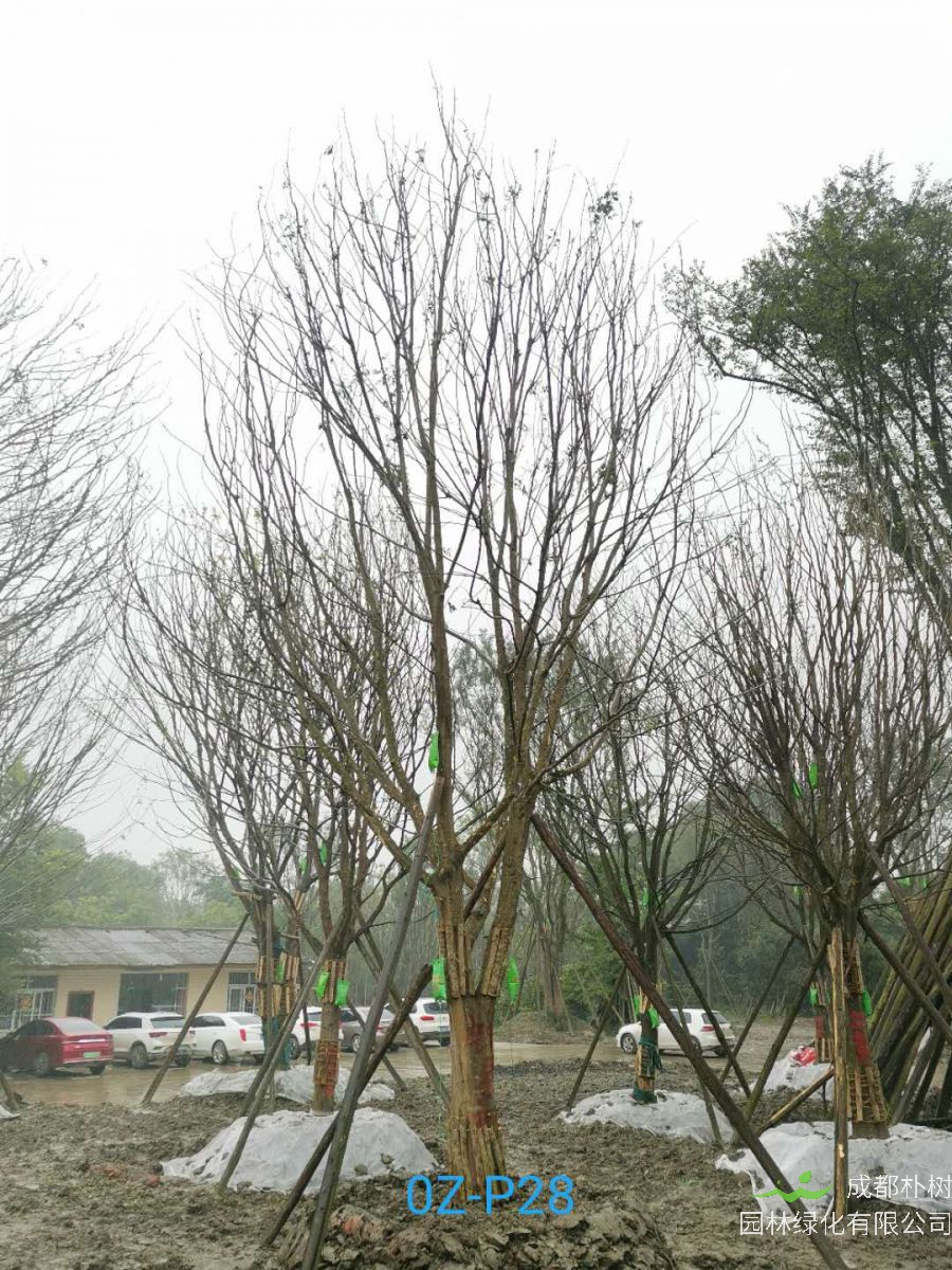 四川省-成都市27-30公分精品皂角树价格怎么样？
