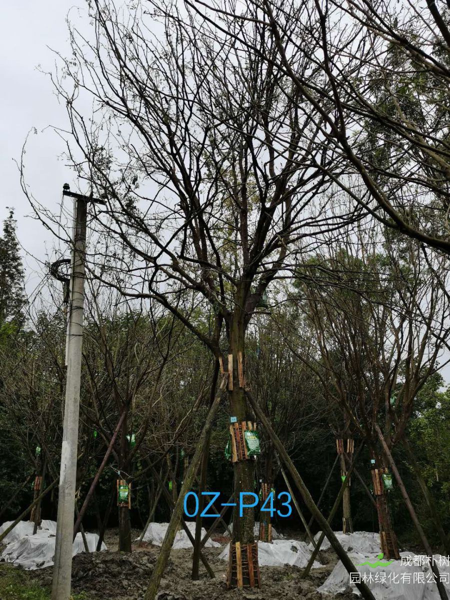 四川省-成都市27-30公分精品皂角树价格怎么样？