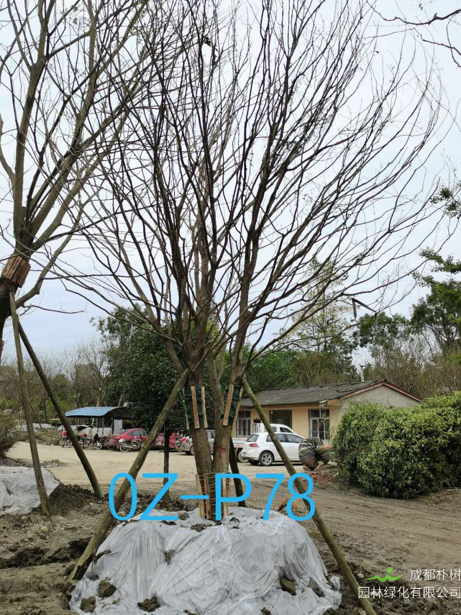 2020年四川省-成都市27-30公分皂角树价格如何？