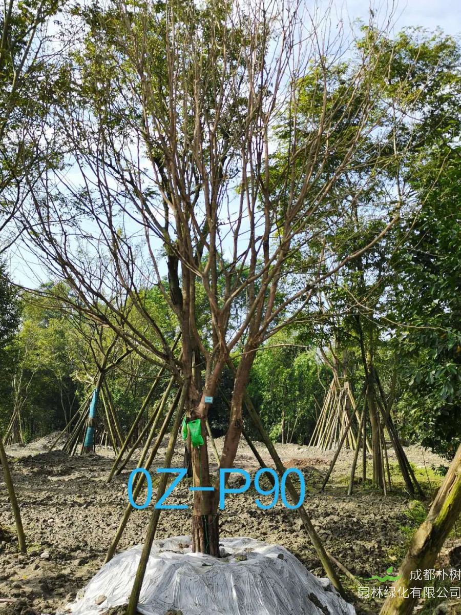 2020年四川省-成都市27-30公分皂角树价格如何？