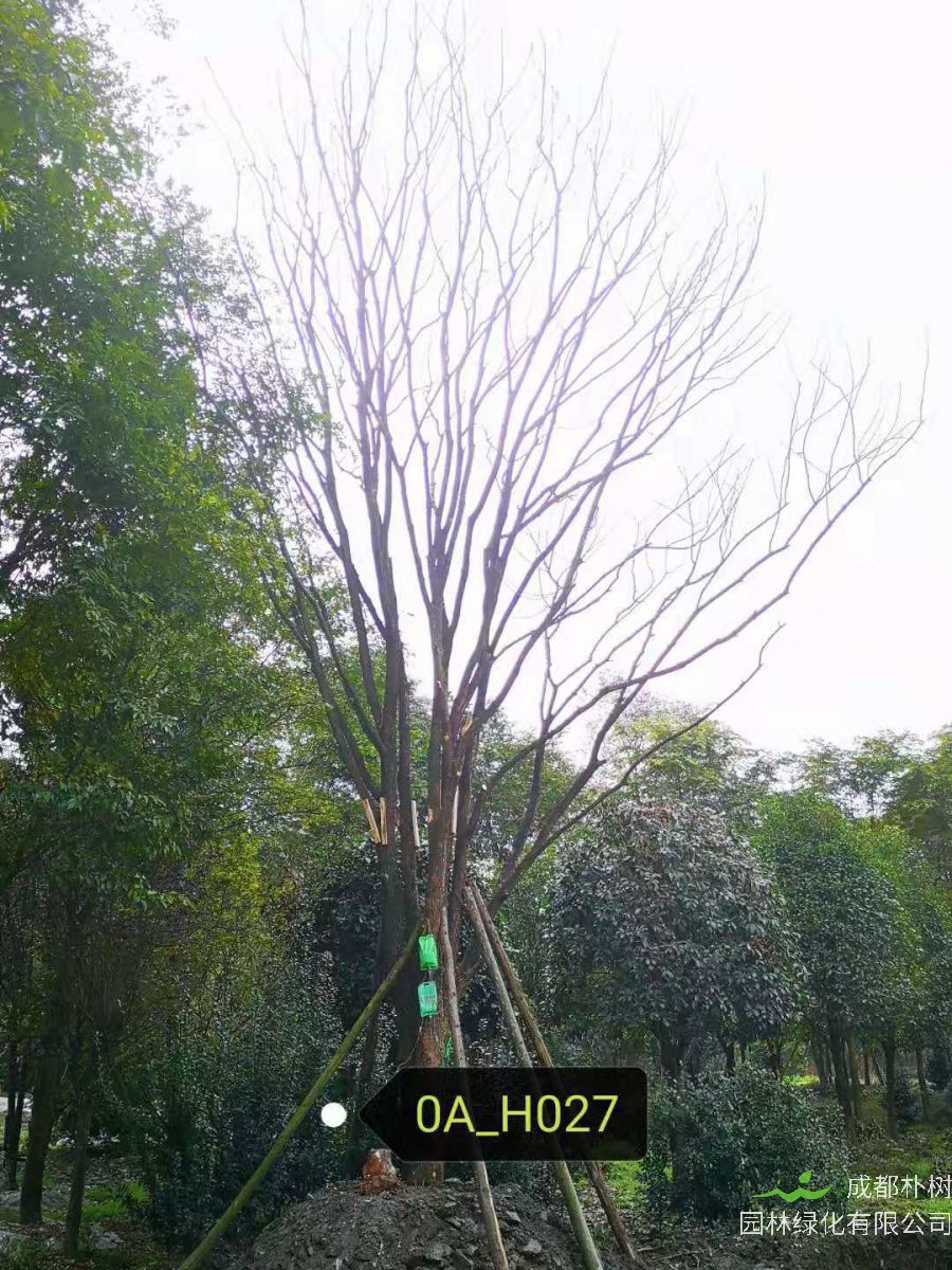 四川省-德阳市苗木基地供应37-46公分树枝繁茂-树姿优美的精品黄连木