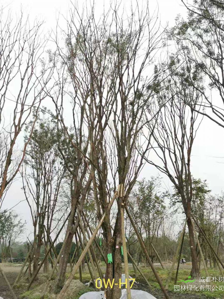 四川省-绵阳市苗木基地供应72-162公分树形优美-生长旺盛的丛生黄连木