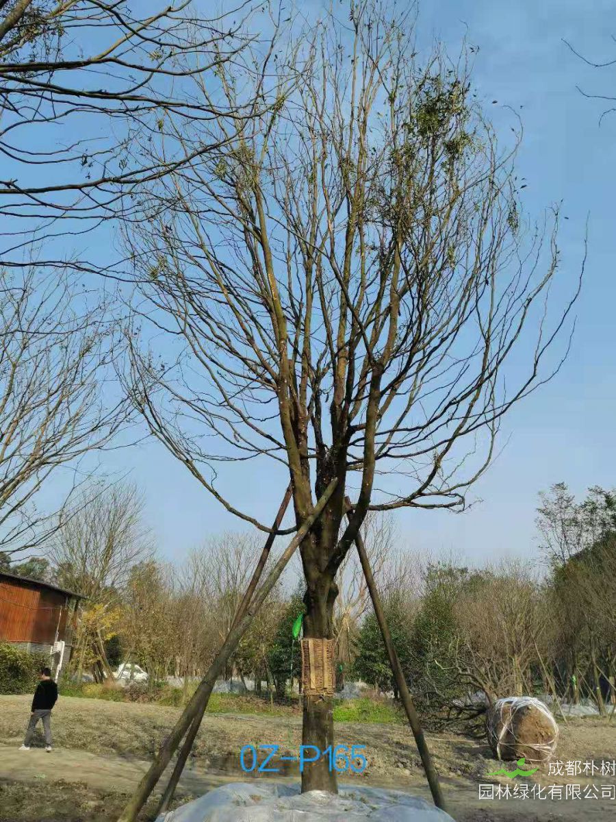 四川省-绵阳市苗木基地直销29公分树形优美-品质上乘的精品皂角树