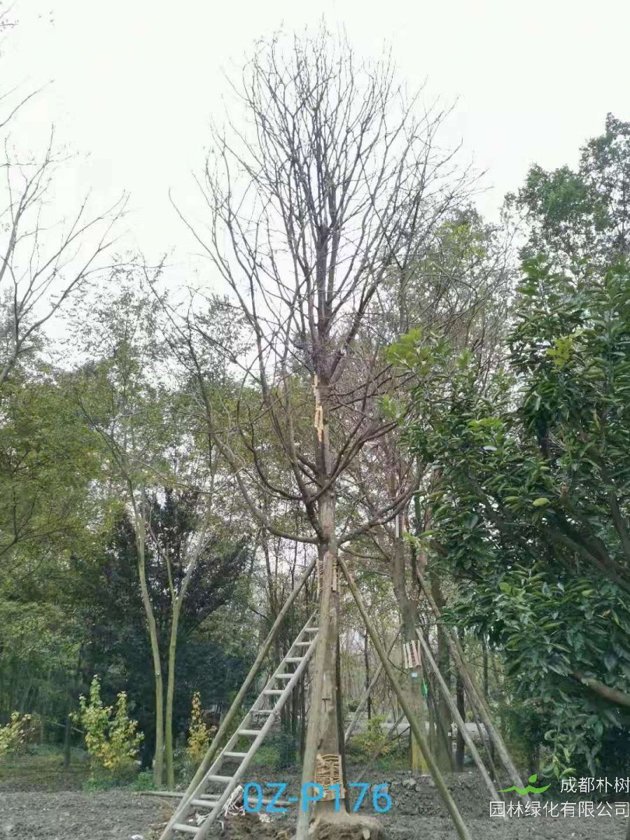 四川省-绵阳市苗木基地直销29公分树形优美-品质上乘的精品皂角树