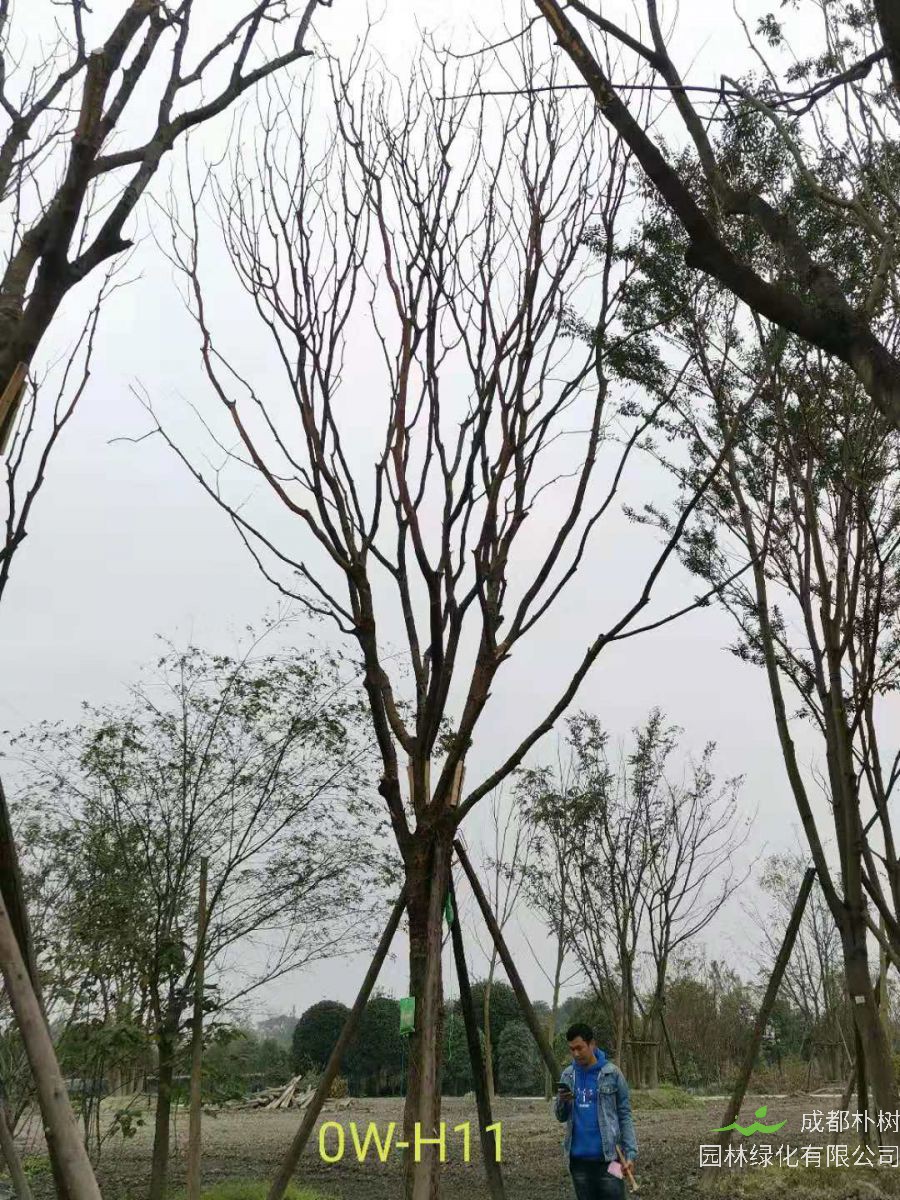 四川省-双流区苗木基地供应23-30公分树形优美-树枝繁茂的精品黄连木