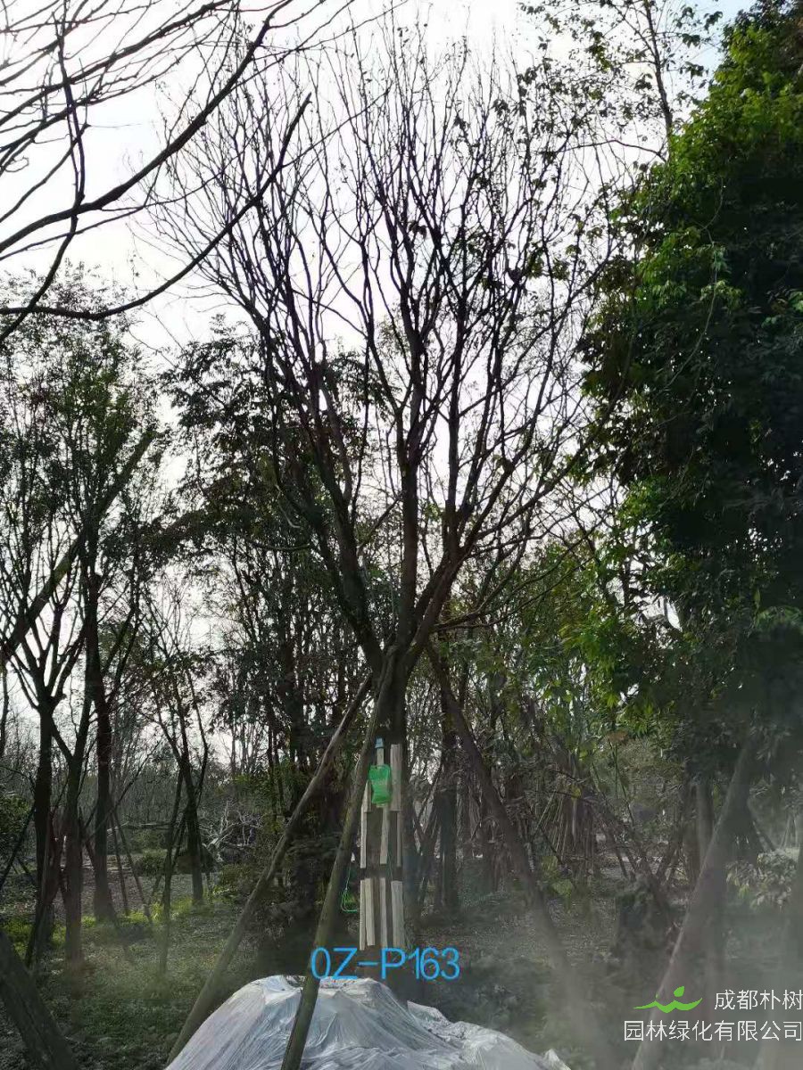 2020年四川省-雅安市27-30公分皂角树是什么价位？