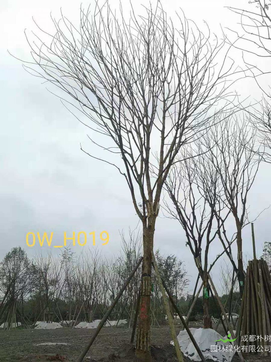 四川省-成都市苗木基地直销22-30公分精品黄连木-树形优美-树姿优美