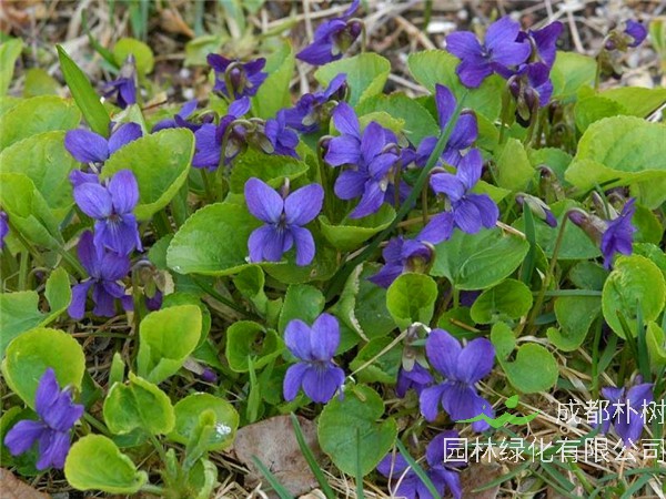 紫花地丁如何种植、定植、管理？