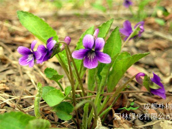 紫花地丁是什么？
