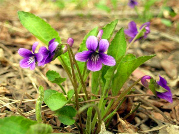 紫花地丁是什么？