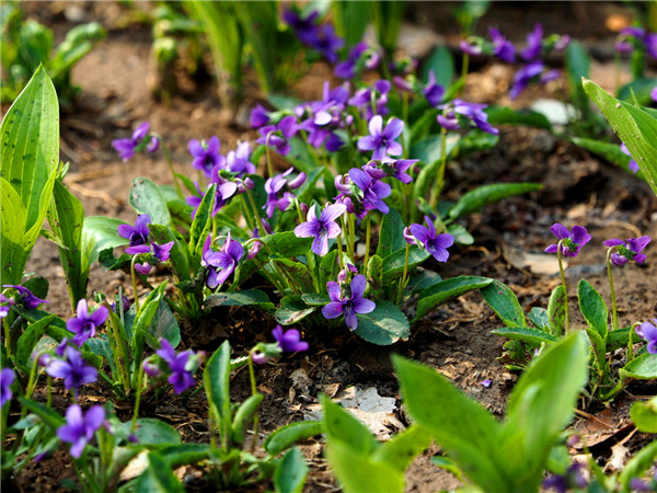 紫花地丁与地丁的区别是什么？紫花地丁生长在哪里？