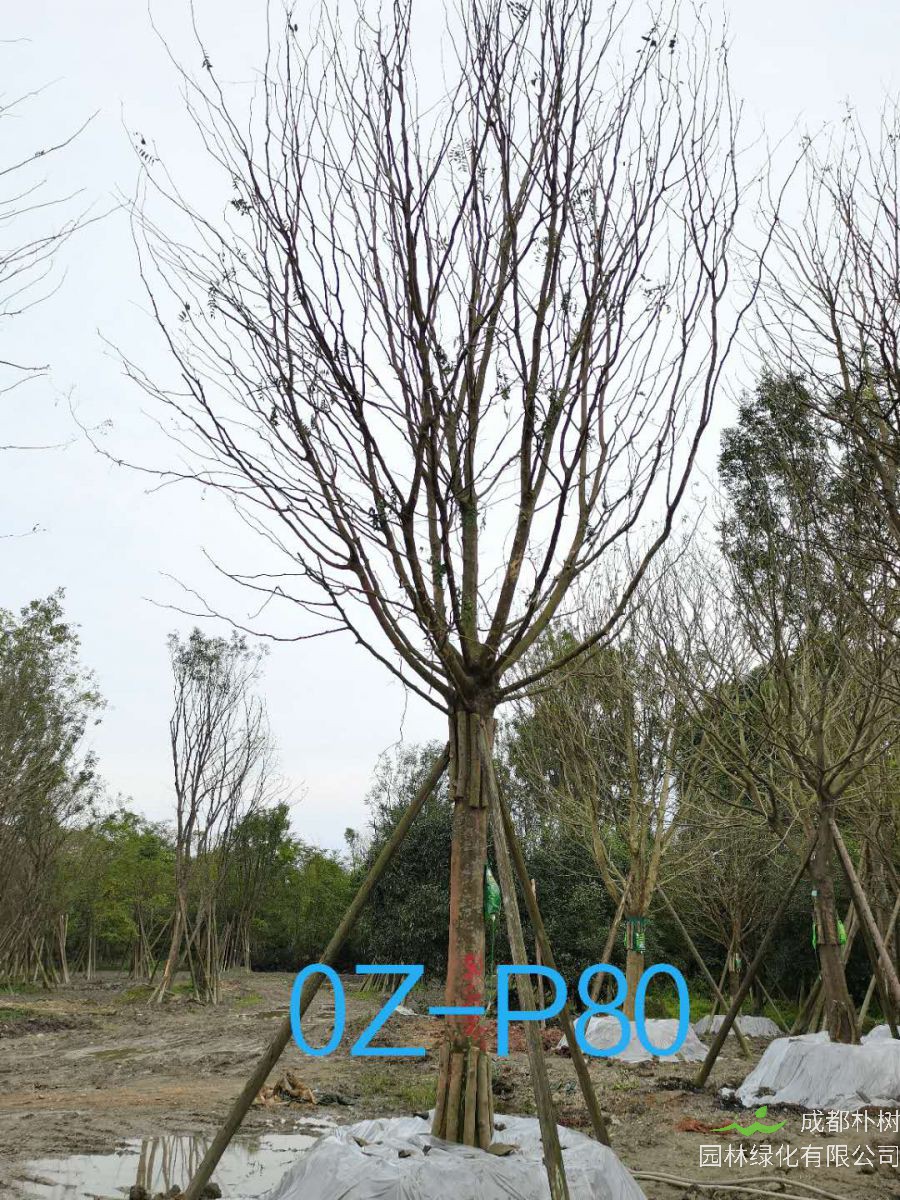 皂角树如何养护？皂角树种植效益如何？