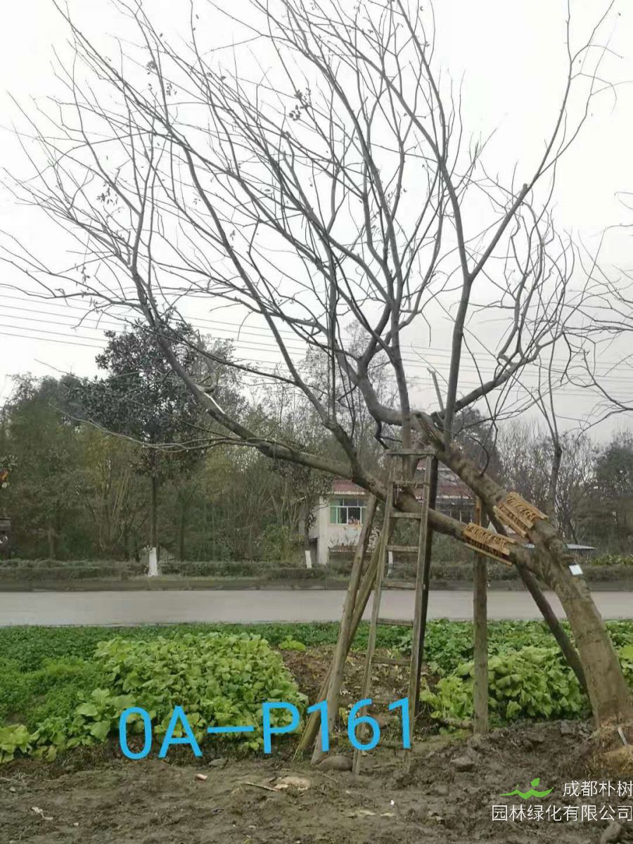 四川省-成都市-温江区园林基地24-29公分斜飘朴树价格怎么样？