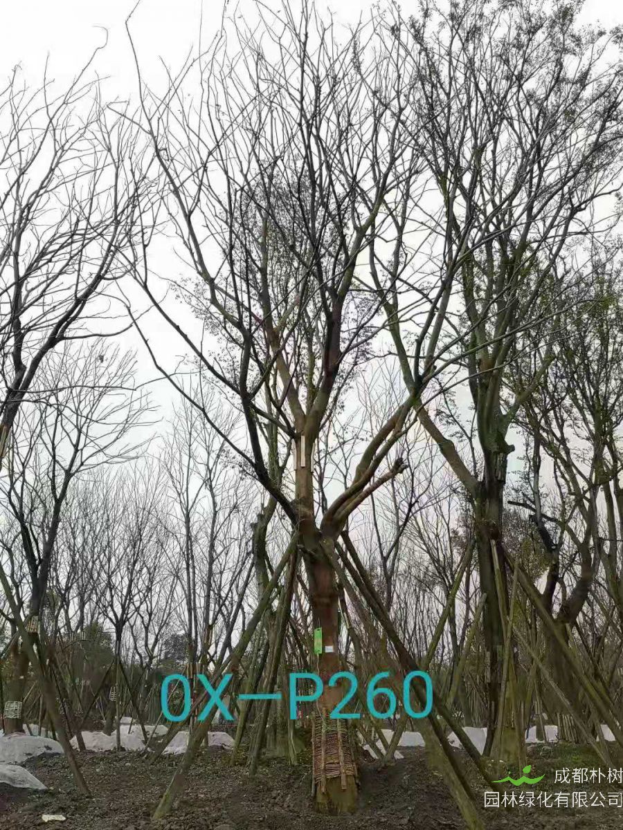 四川省-成都市苗木基地直销的37-45公分精品朴树价格如何？