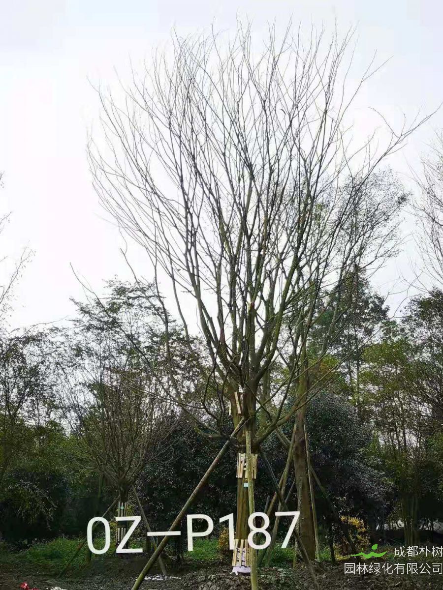 四川省-自贡市苗木基地直销的25-31公分皂角树价格详情