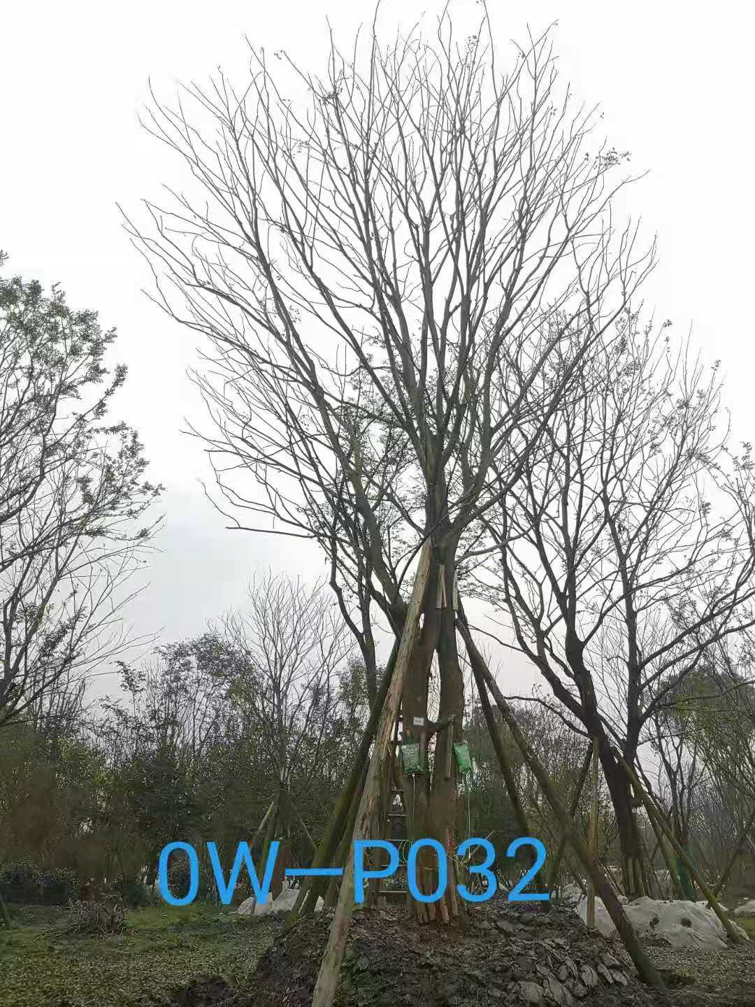 四川省-成都市苗木基地直销的37-45公分精品朴树价格如何？