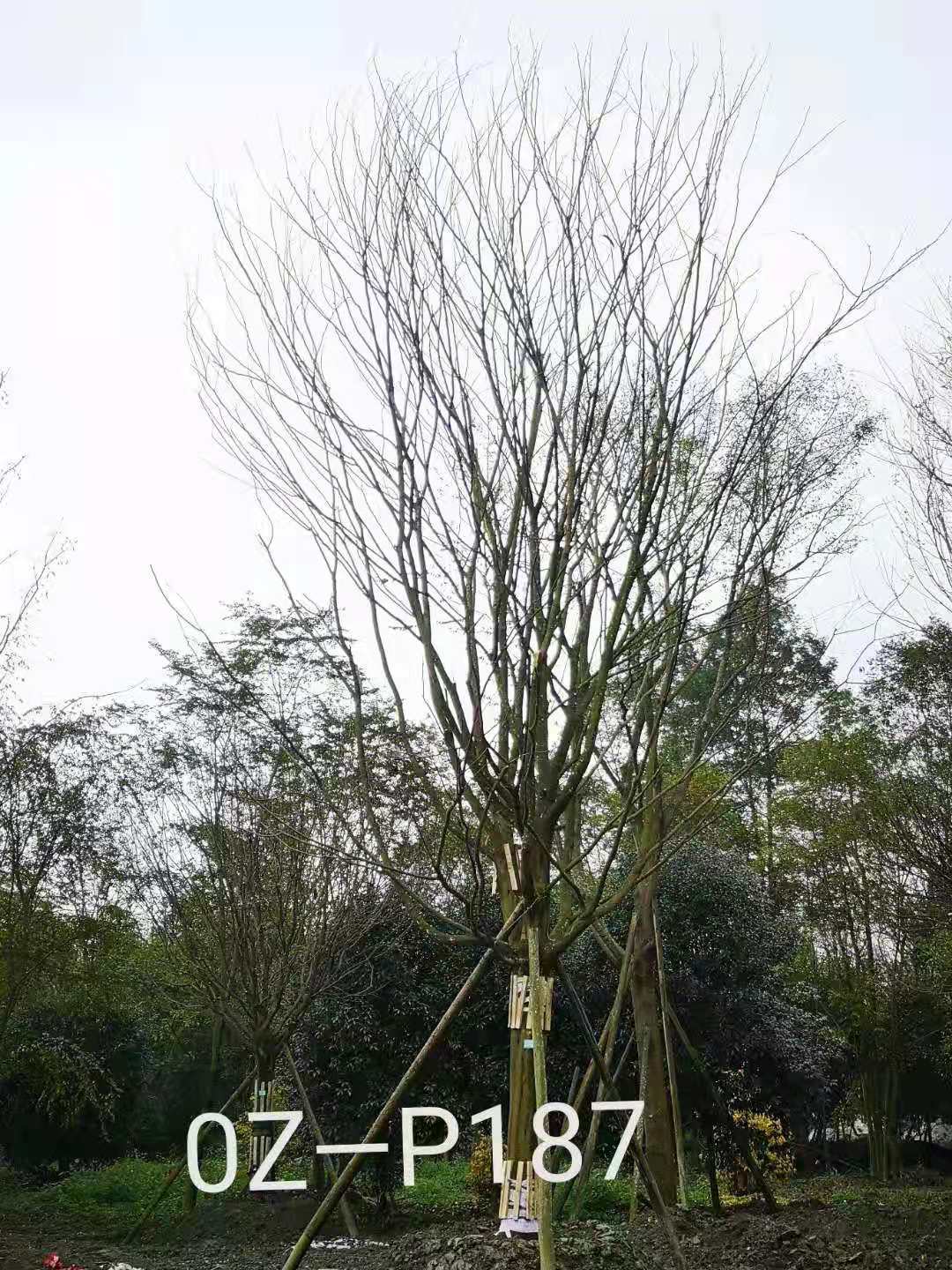 四川省-自贡市苗木基地直销的25-31公分皂角树价格详情