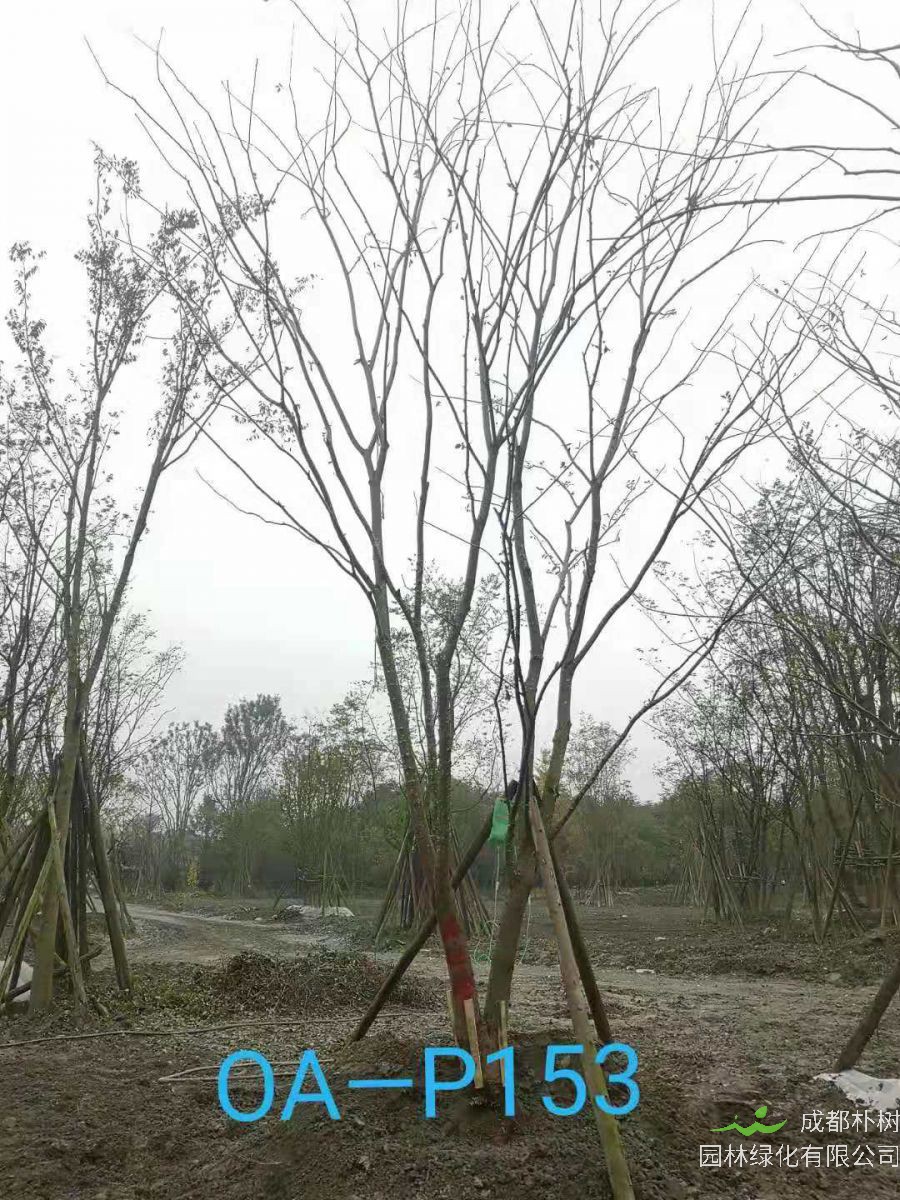 成都市-温江区苗木基地直销的21-22公分树姿端庄的精品朴树