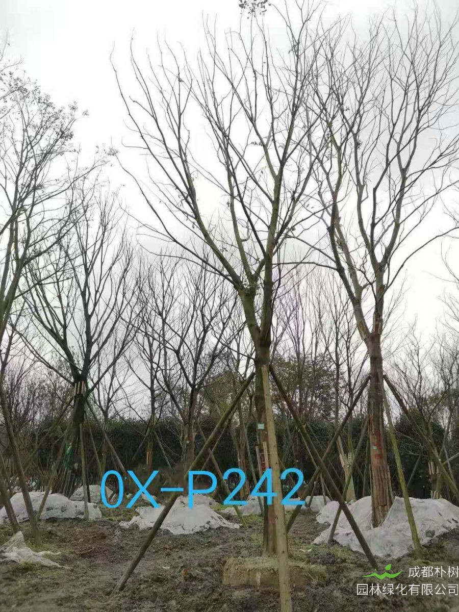 四川省-绵阳市苗木基地直销27-28公分树形优美-树姿端庄的精品朴树
