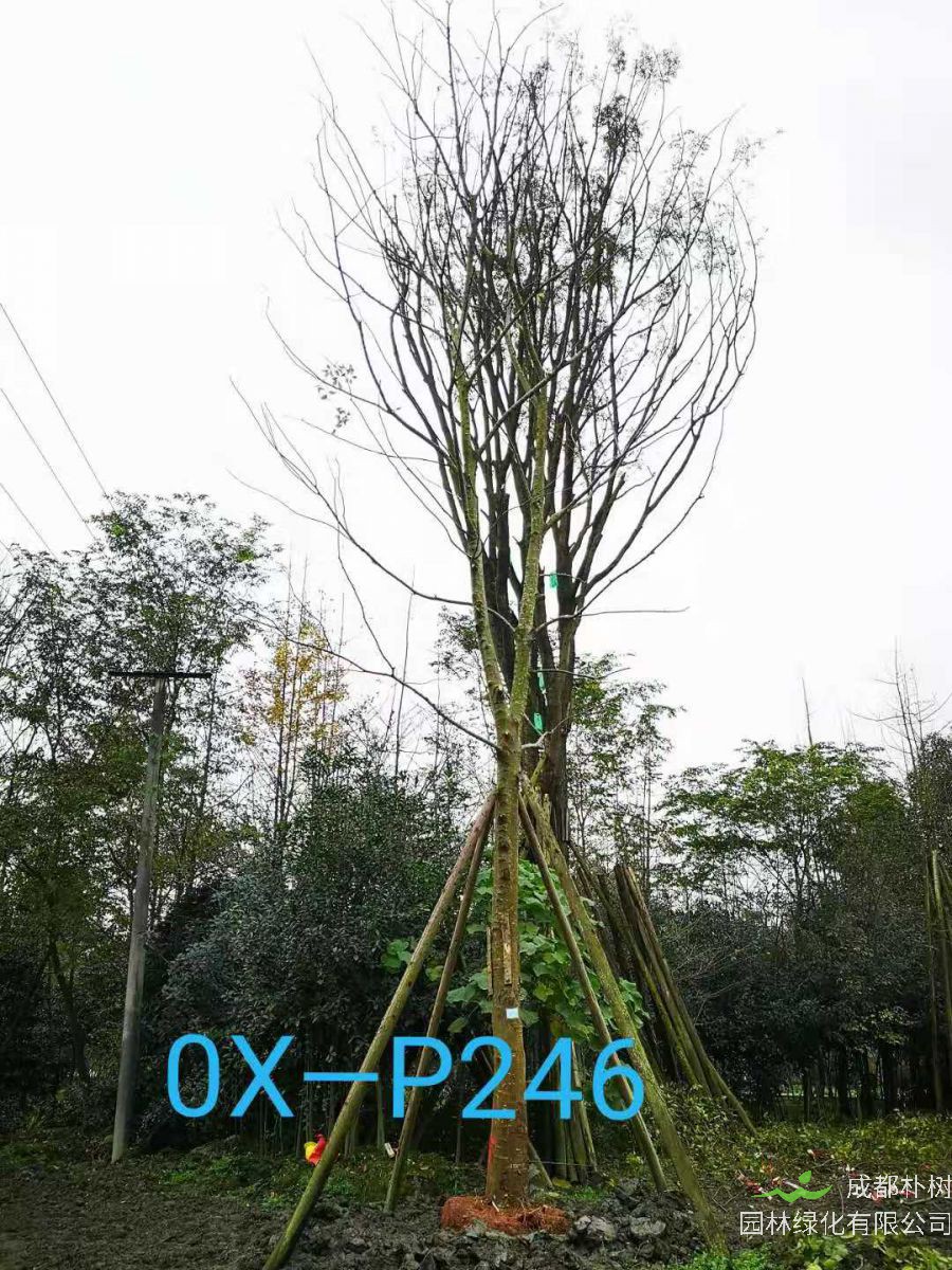 四川省-攀枝花市苗木基地直销25-26公分树枝繁密的精品朴树
