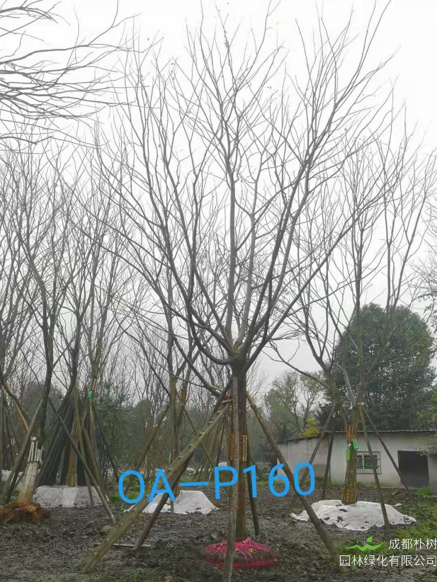 四川省-绵竹市苗木基地直销31-32公分品质上乘-价格实惠的精品朴树