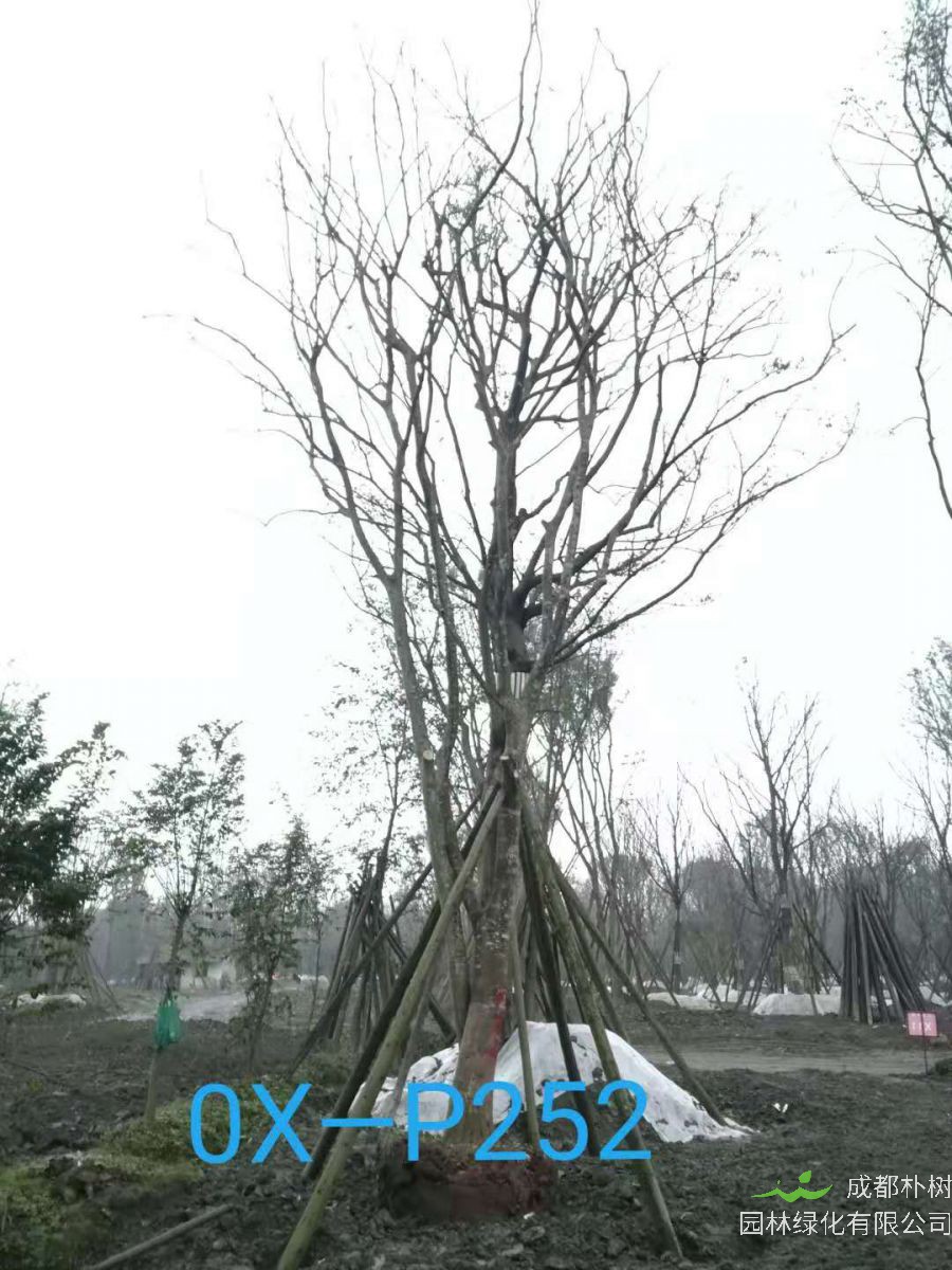 四川省-德阳市苗木基地直销33-34公分树形优美-树枝繁茂的精品朴树