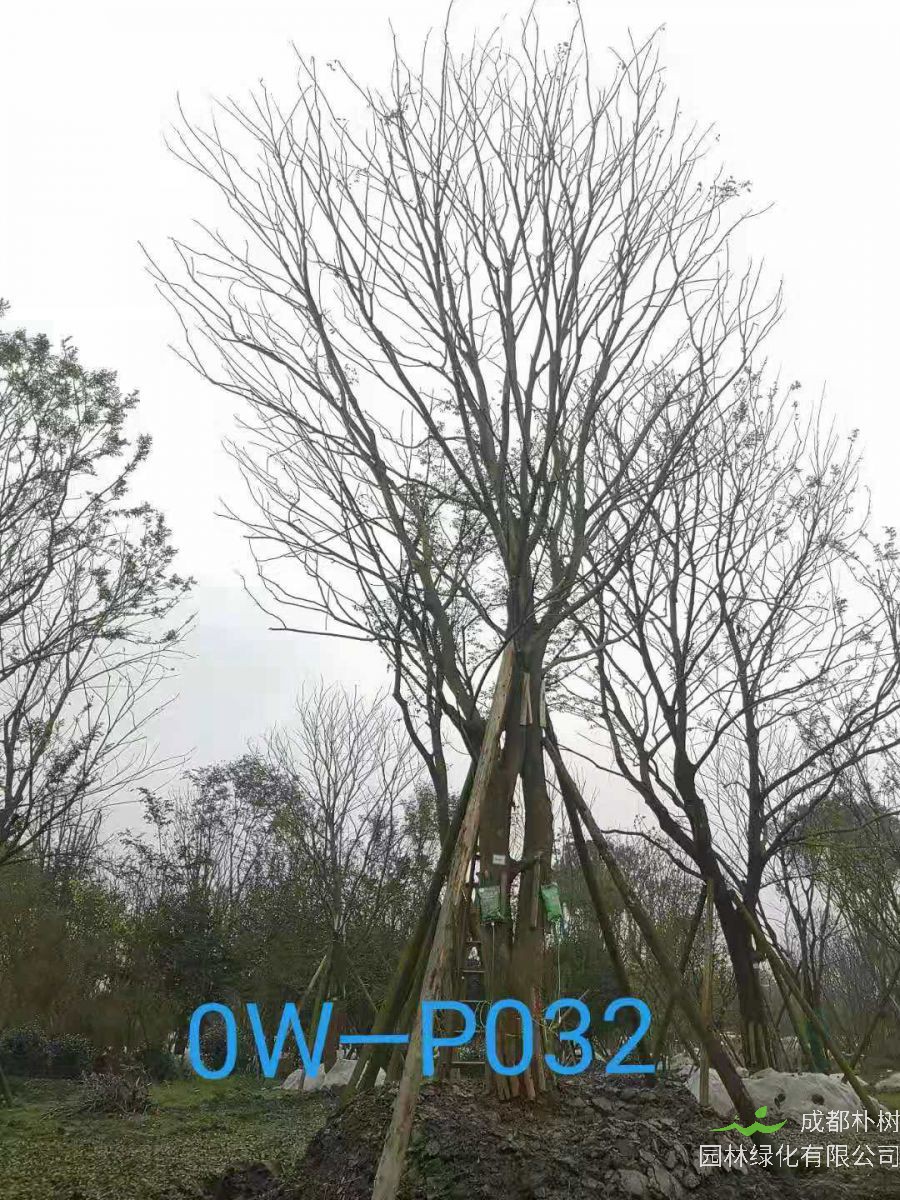 四川省-江油市苗木基地直销42-43公分品质上乘-成活率高的精品朴树