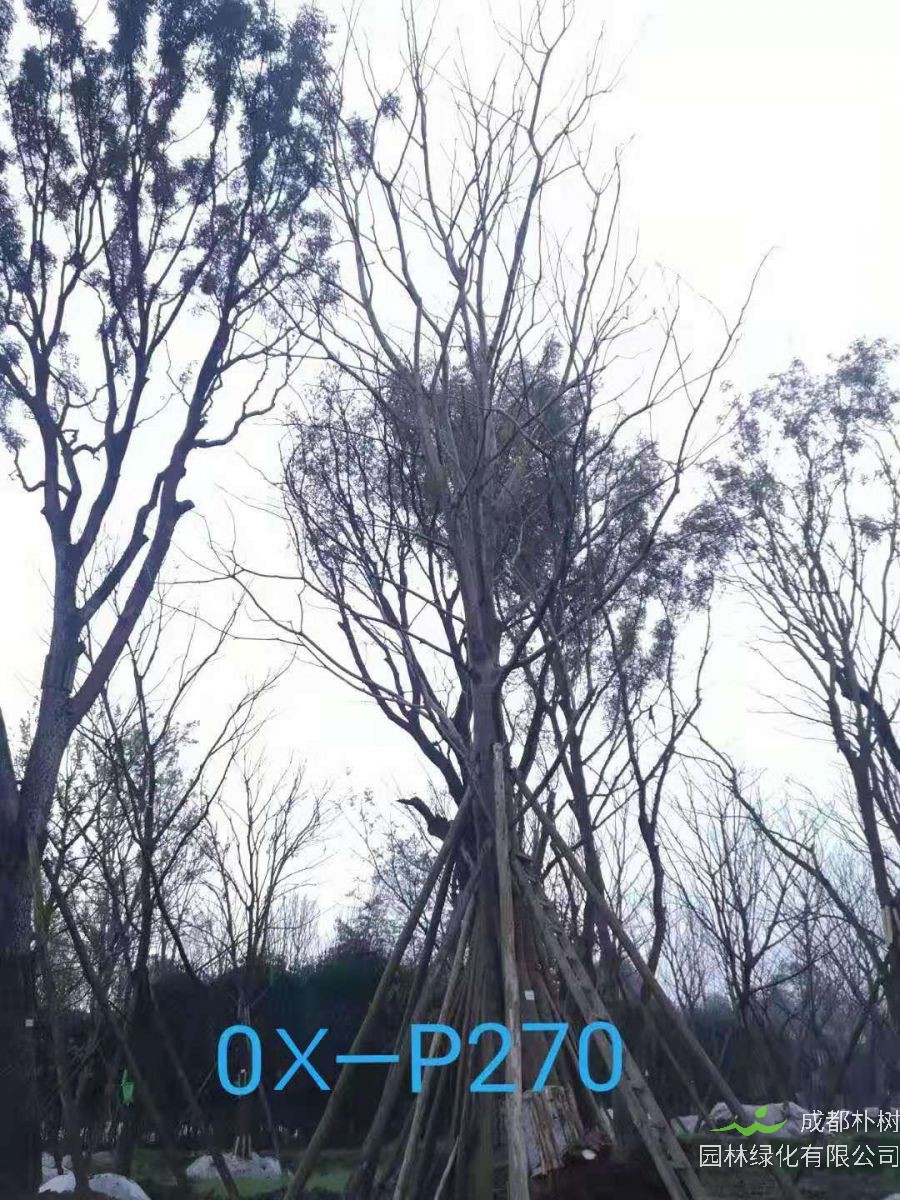 四川省-崇州市苗木基地直销44-45公分树姿端庄-枝叶秀丽的精品朴树