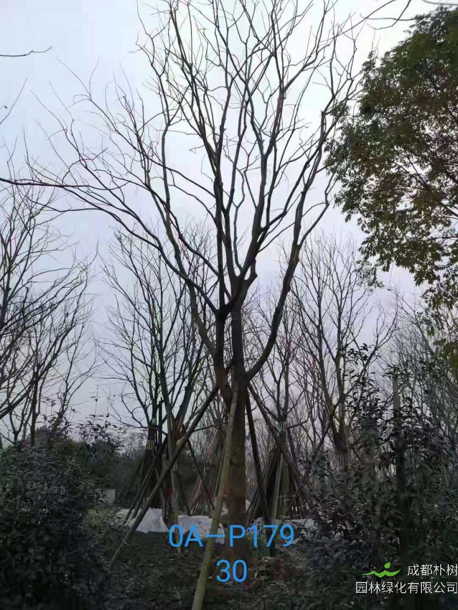 四川省-成都市-双流区苗木基地直销28-31公分精品朴树价格如何？