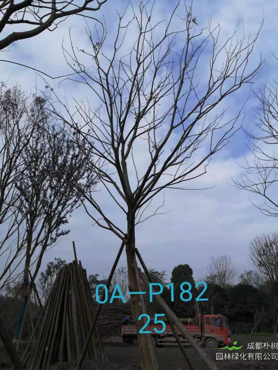 四川省-成都市-郫都区苗木基地直销的24-26公分朴树价格详情