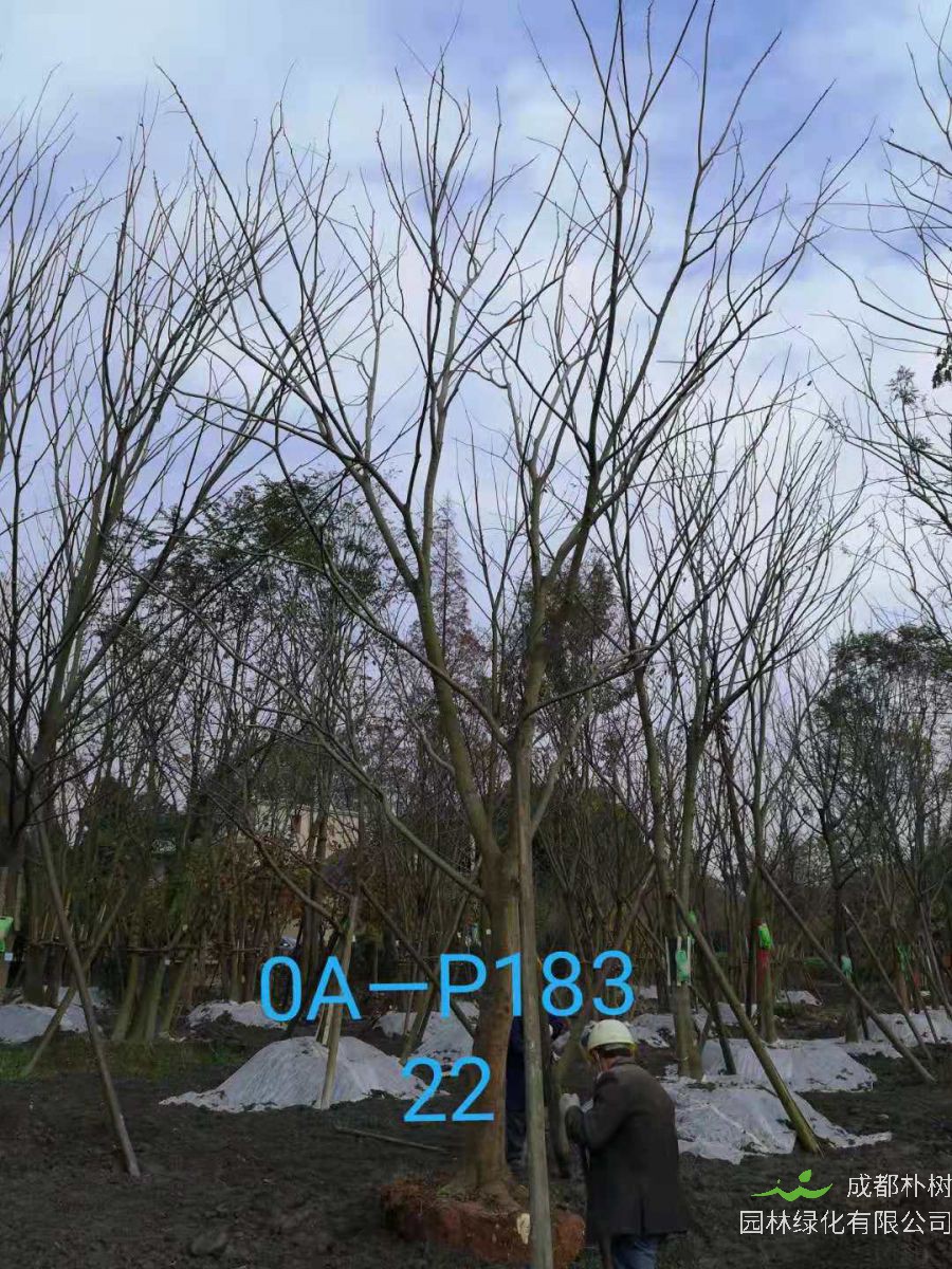 四川省-绵竹市苗木基地直销的22-23公分朴树价格怎么样？