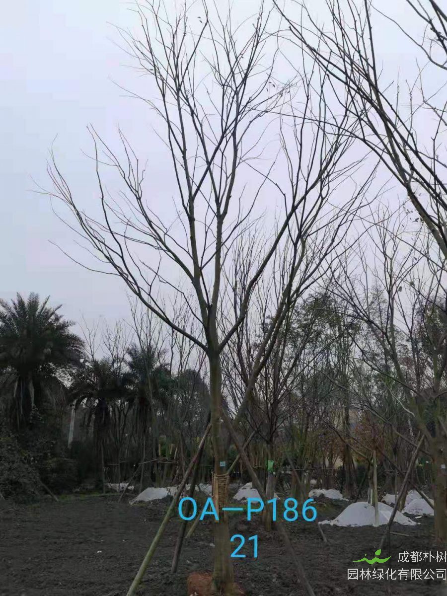 四川省-绵阳市苗木基地直销的18-21公分朴树价格如何？