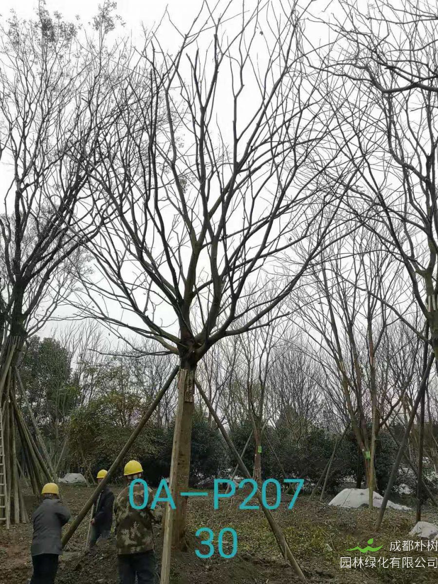 四川省-成都市-双流区苗木基地直销28-31公分精品朴树价格如何？