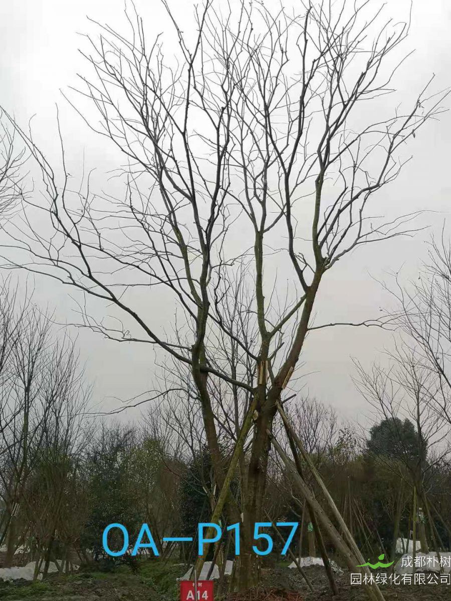 四川省-自贡市苗木基地直销47-48公分树形优美-树姿端庄的精品朴树