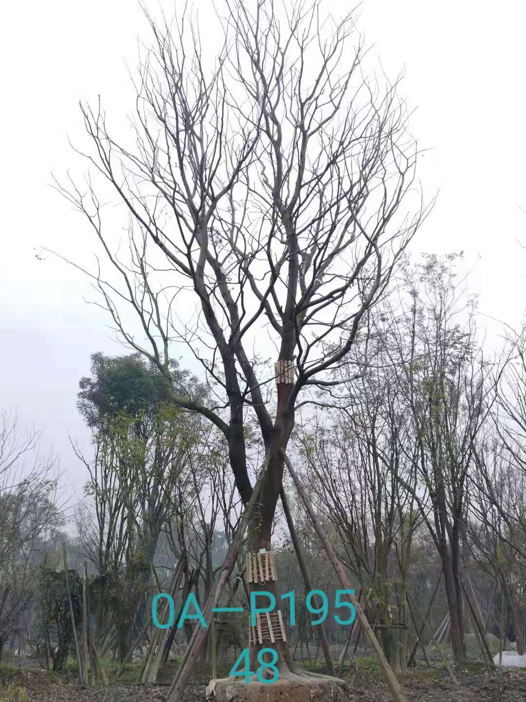 四川省-自贡市苗木基地直销47-48公分树形优美-树姿端庄的精品朴树