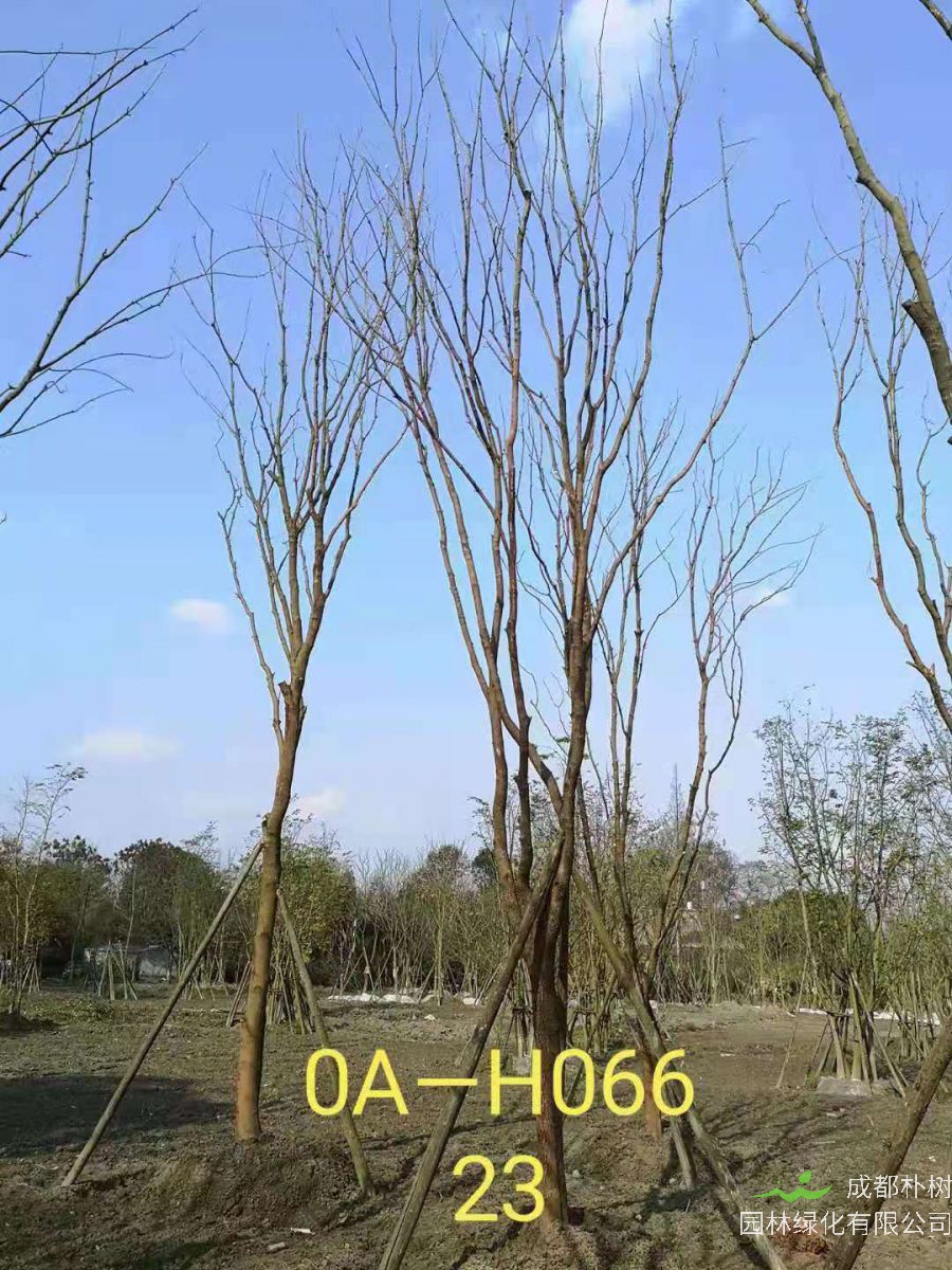 四川省-成都市-郫都区苗木基地供应的22-23公分精品黄连木价格怎么样？