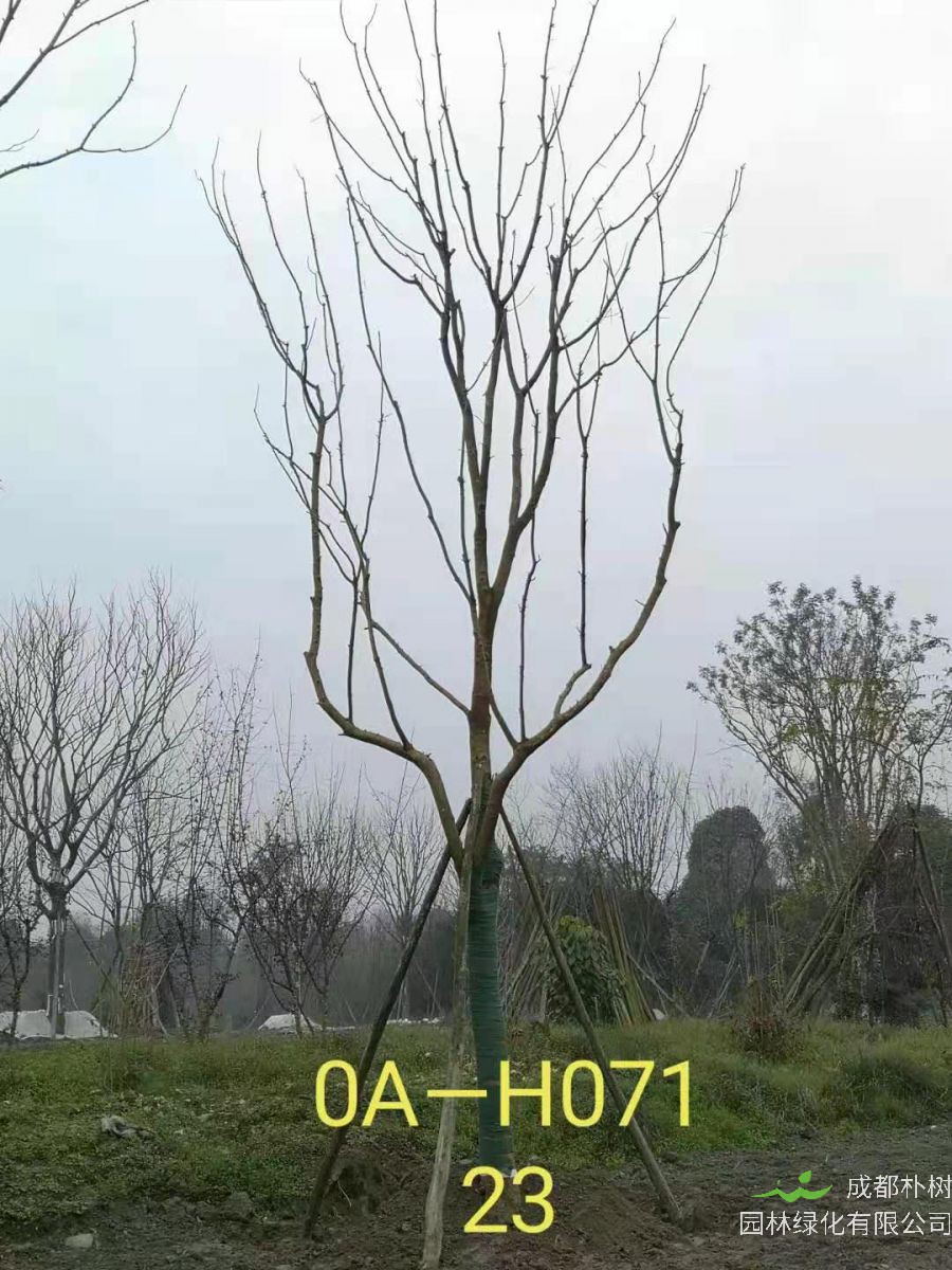 四川省-成都市-郫都区苗木基地供应的22-23公分精品黄连木价格怎么样？