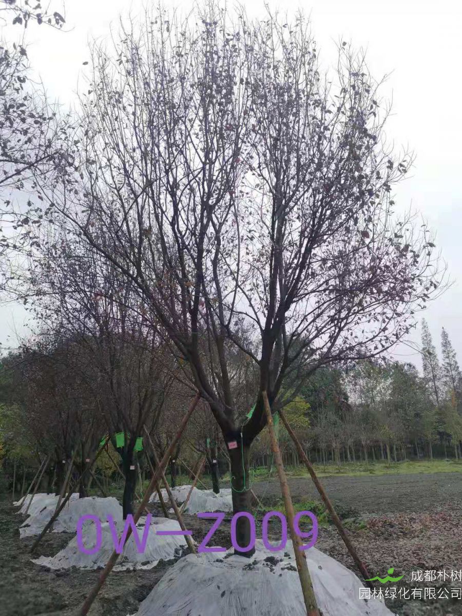 四川省-成都市-温江区苗木基地供应的20公分紫叶李价格怎么样？