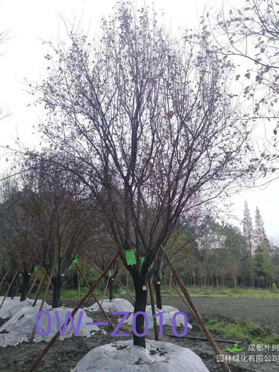 2020年四川省-成都市-双流区苗木基地直销的22公分精品紫叶李价格有什么变化？