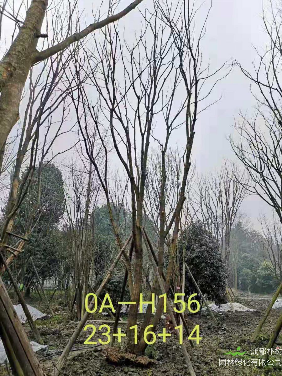 四川省-崇州市苗木基地直销52-53公分树姿端庄的精品丛生黄连木
