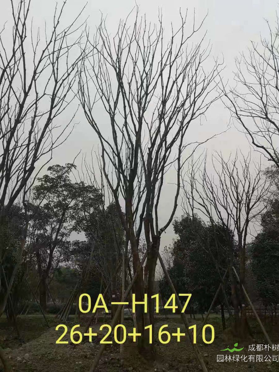 四川省-南充市苗木基地直销72-74公分树形优美-树姿端庄的精品丛生黄连木