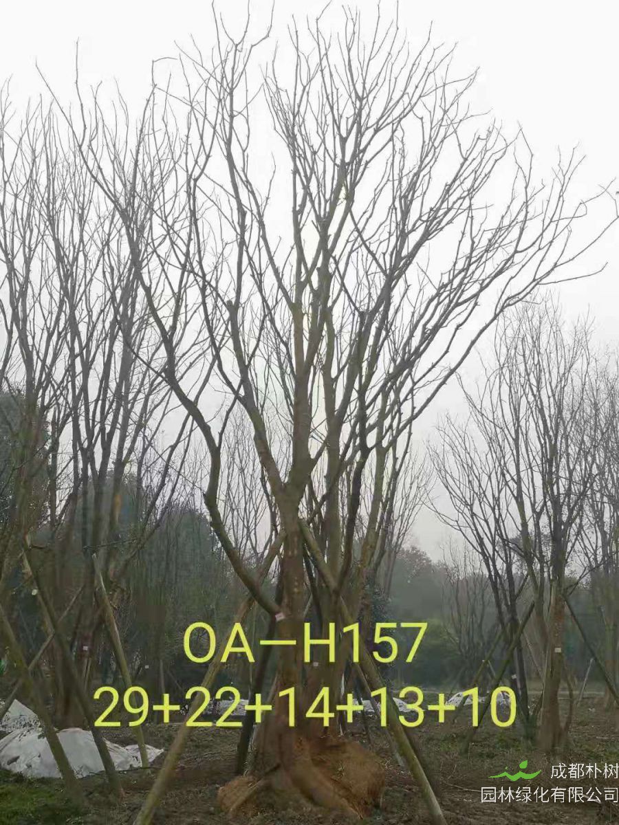 四川省-攀枝花市苗木基地直销82-88公生长旺盛-姿态优美的精品丛生黄连木