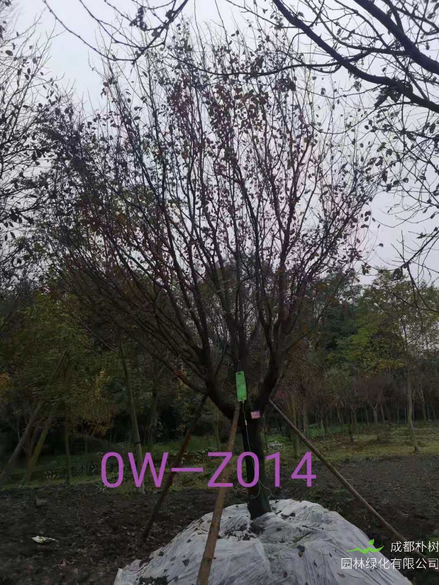成都市-温江区苗木基地直销的D21公分树形优美-树冠圆满宽广的精品紫叶李