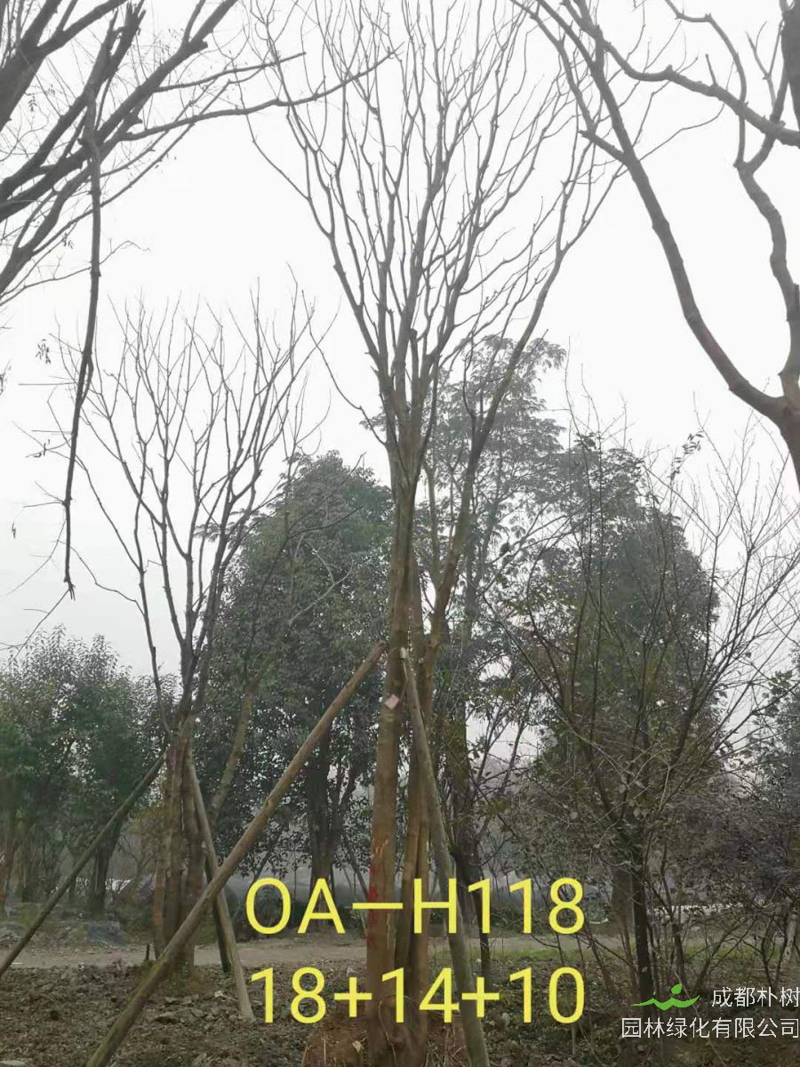 四川省-绵阳市苗木基地直销的36-48公分丛生黄连木价格怎么样？