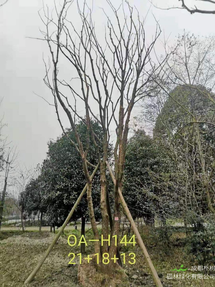 四川省-彭州市苗木基地直销的49-58公分精品丛生黄连木价格如何？