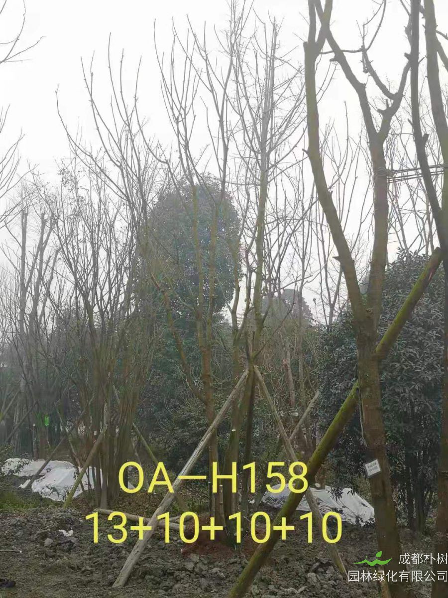 四川省-绵阳市苗木基地直销的36-48公分丛生黄连木价格怎么样？