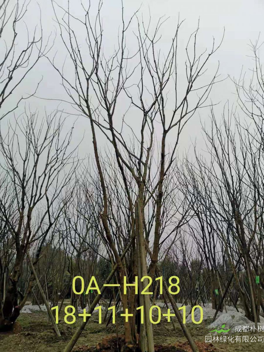 四川省-彭州市苗木基地直销的49-58公分精品丛生黄连木价格如何？